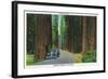 California - Dyerville Flat Scene on the Redwood Highway-Lantern Press-Framed Art Print