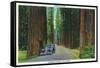 California - Dyerville Flat Scene on the Redwood Highway-Lantern Press-Framed Stretched Canvas