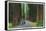 California - Dyerville Flat Scene on the Redwood Highway-Lantern Press-Framed Stretched Canvas