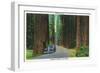 California - Dyerville Flat Scene on the Redwood Highway-Lantern Press-Framed Art Print