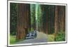 California - Dyerville Flat Scene on the Redwood Highway-Lantern Press-Mounted Art Print