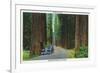 California - Dyerville Flat Scene on the Redwood Highway-Lantern Press-Framed Premium Giclee Print