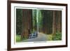 California - Dyerville Flat Scene on the Redwood Highway-Lantern Press-Framed Premium Giclee Print