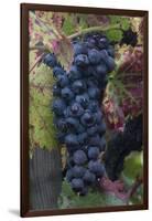 California. Early Morning Dew on Grapes on Vine in Vineyard in Sonoma County-Judith Zimmerman-Framed Photographic Print