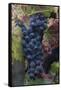 California. Early Morning Dew on Grapes on Vine in Vineyard in Sonoma County-Judith Zimmerman-Framed Stretched Canvas