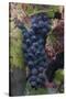 California. Early Morning Dew on Grapes on Vine in Vineyard in Sonoma County-Judith Zimmerman-Stretched Canvas