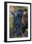 California. Early Morning Dew on Grapes on Vine in Vineyard in Sonoma County-Judith Zimmerman-Framed Photographic Print