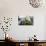 California, Excited Tourist at Yosemite National Park, Yosemite Falls, Half Dome-Bernard Friel-Photographic Print displayed on a wall