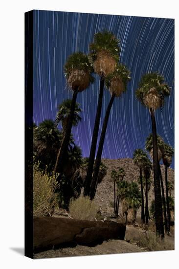 California Fan Palms and a Backdrop of Star Trails in Anza Borrego Desert State Park-null-Stretched Canvas