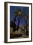 California Fan Palms and a Backdrop of Star Trails in Anza Borrego Desert State Park-null-Framed Photographic Print