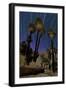 California Fan Palms and a Backdrop of Star Trails in Anza Borrego Desert State Park-null-Framed Photographic Print