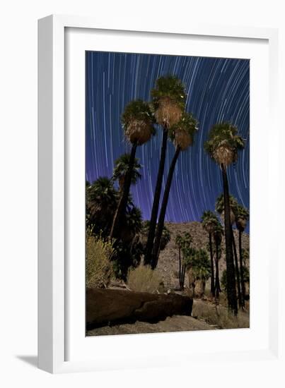 California Fan Palms and a Backdrop of Star Trails in Anza Borrego Desert State Park-null-Framed Photographic Print
