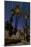 California Fan Palms and a Backdrop of Star Trails in Anza Borrego Desert State Park-null-Mounted Photographic Print