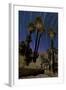 California Fan Palms and a Backdrop of Star Trails in Anza Borrego Desert State Park-null-Framed Photographic Print