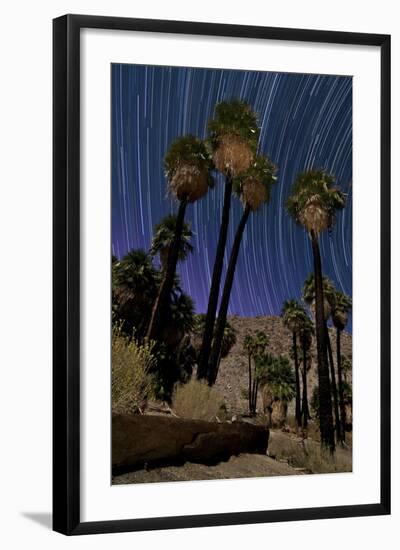 California Fan Palms and a Backdrop of Star Trails in Anza Borrego Desert State Park-null-Framed Photographic Print