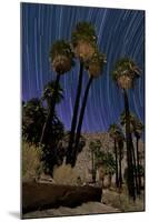 California Fan Palms and a Backdrop of Star Trails in Anza Borrego Desert State Park-null-Mounted Photographic Print