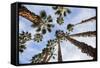 California Fan Palms-Richard T. Nowitz-Framed Stretched Canvas
