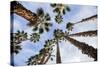 California Fan Palms-Richard T. Nowitz-Stretched Canvas