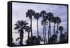 California Fan Palms-Richard T. Nowitz-Framed Stretched Canvas