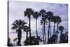 California Fan Palms-Richard T. Nowitz-Stretched Canvas