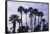 California Fan Palms-Richard T. Nowitz-Framed Stretched Canvas