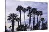 California Fan Palms-Richard T. Nowitz-Stretched Canvas