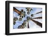 California Fan Palms-Richard T. Nowitz-Framed Photographic Print