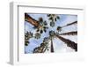 California Fan Palms-Richard T. Nowitz-Framed Photographic Print