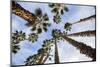 California Fan Palms-Richard T. Nowitz-Mounted Photographic Print