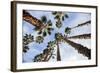 California Fan Palms-Richard T. Nowitz-Framed Photographic Print