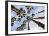 California Fan Palms-Richard T. Nowitz-Framed Photographic Print