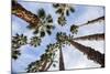 California Fan Palms-Richard T. Nowitz-Mounted Photographic Print