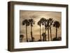 California Fan Palms-Richard T. Nowitz-Framed Photographic Print