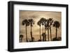 California Fan Palms-Richard T. Nowitz-Framed Photographic Print