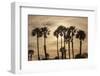 California Fan Palms-Richard T. Nowitz-Framed Photographic Print