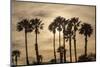 California Fan Palms-Richard T. Nowitz-Mounted Photographic Print