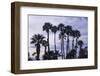 California Fan Palms-Richard T. Nowitz-Framed Photographic Print