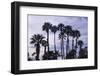 California Fan Palms-Richard T. Nowitz-Framed Photographic Print