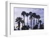 California Fan Palms-Richard T. Nowitz-Framed Photographic Print