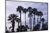 California Fan Palms-Richard T. Nowitz-Mounted Photographic Print