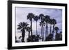 California Fan Palms-Richard T. Nowitz-Framed Photographic Print