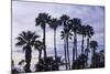 California Fan Palms-Richard T. Nowitz-Mounted Photographic Print