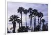 California Fan Palms-Richard T. Nowitz-Framed Photographic Print