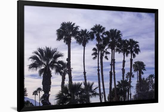 California Fan Palms-Richard T. Nowitz-Framed Photographic Print
