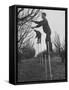 California Farmer Using Stilts for Picking Fruit-Ralph Crane-Framed Stretched Canvas