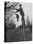 California Farmer Using Stilts for Picking Fruit-Ralph Crane-Stretched Canvas