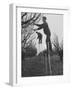 California Farmer Using Stilts for Picking Fruit-Ralph Crane-Framed Photographic Print