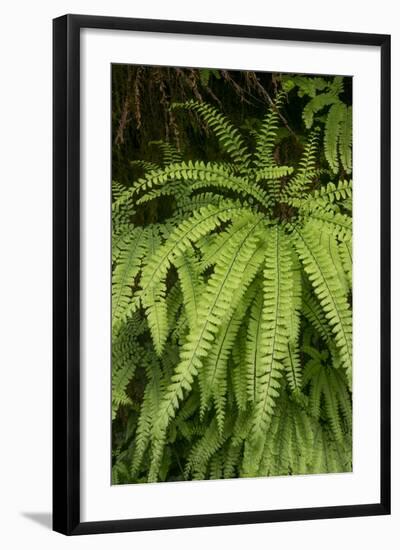 California. Five-Finger Fern, Western Maidenhair Fern, Redwood National and State Park-Judith Zimmerman-Framed Photographic Print