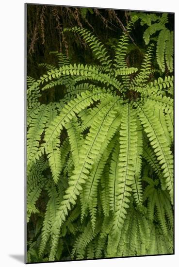 California. Five-Finger Fern, Western Maidenhair Fern, Redwood National and State Park-Judith Zimmerman-Mounted Photographic Print