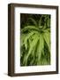 California. Five-Finger Fern, Western Maidenhair Fern, Redwood National and State Park-Judith Zimmerman-Framed Photographic Print